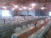 Harley Davidson Wedding
